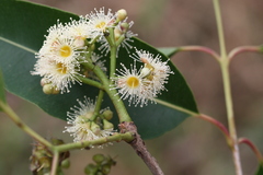Syzygium chavaran